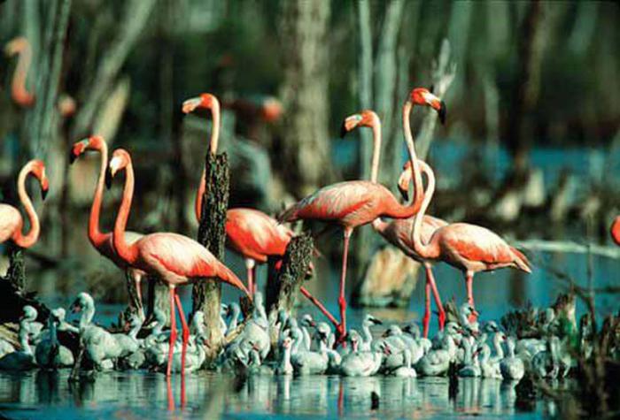 En este momento estás viendo Protected areas occupy an important part of the Great Northern Wetland