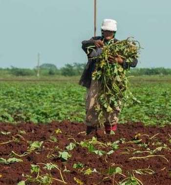 En este momento estás viendo Sweet potato sowing to be extended in the current cold season