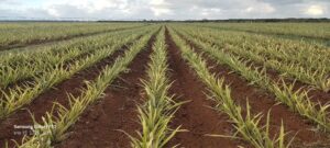Lee más sobre el artículo Laboran en Ciego de Ávila para recuperar el cultivo de la piña
