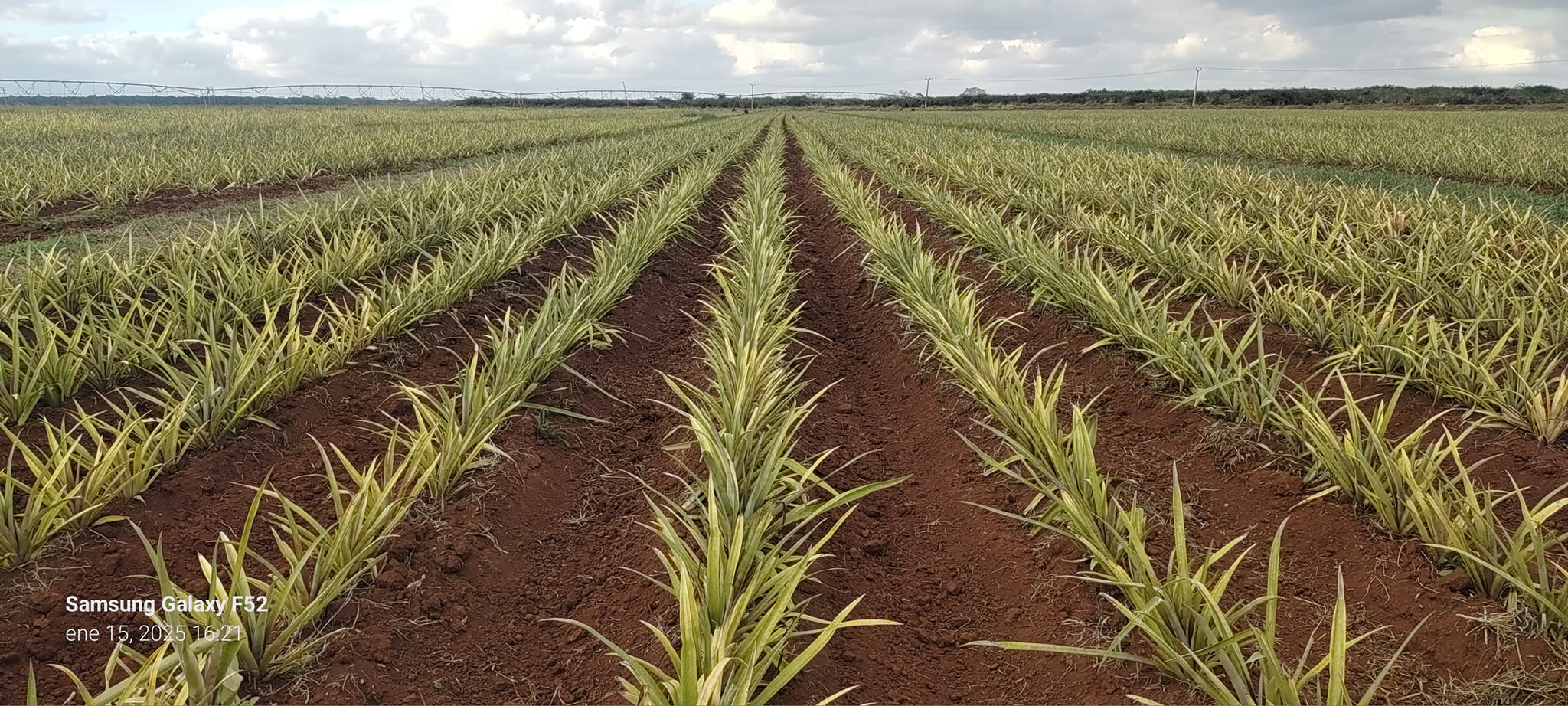En este momento estás viendo Laboran en Ciego de Ávila para recuperar el cultivo de la piña