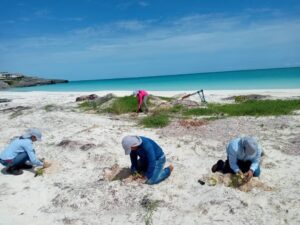 Lee más sobre el artículo Impulsan acciones medioambientales en cayería norte