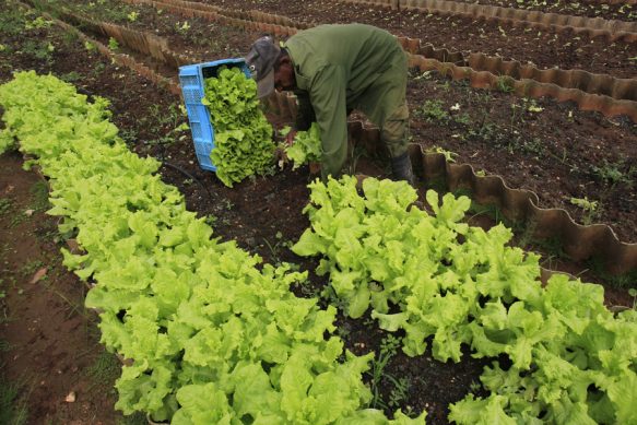 En este momento estás viendo Priorizan aplicación de la ciencia y la técnica en agricultura moronense