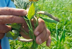 Lee más sobre el artículo Incentivan el empleo de medios biológicos en la agricultura