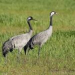 Impulsan acciones de conservación en Gran Humedal
