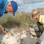 Continúa la rehabilitación de dunas en el norte de Ciego de Ávila