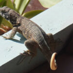 Research on reptile communities in Coco Cay protected area