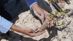 Lee más sobre el artículo Destacan acciones de Tarea Vida en Jardines del Rey