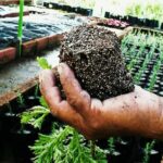 Productos Nerea®, ¿más cerca del surco?