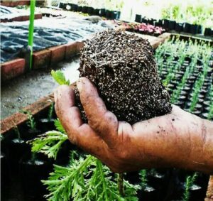 Lee más sobre el artículo Productos Nerea®, ¿más cerca del surco?