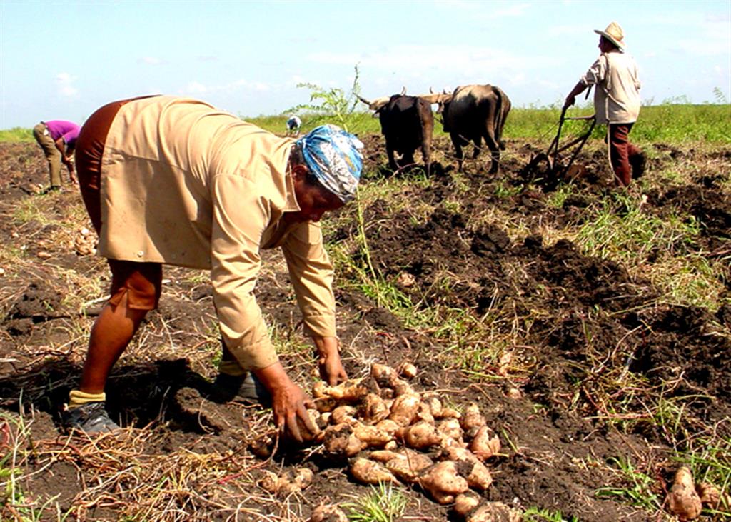 En este momento estás viendo Organización campesina cubana debatirá sobre producción alimentaria
