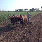 Insisten en aprovechar cada pedazo de tierra