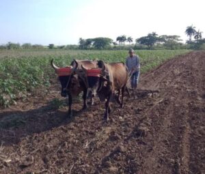 Lee más sobre el artículo Insisten en aprovechar cada pedazo de tierra