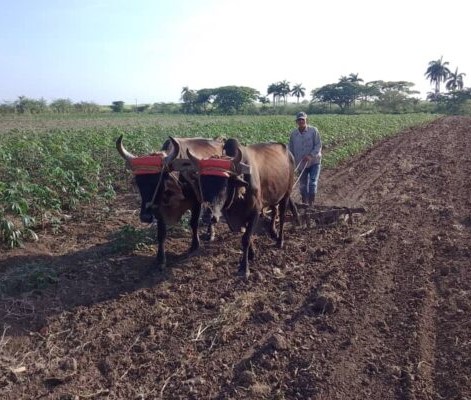 En este momento estás viendo Insisten en aprovechar cada pedazo de tierra