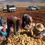 Naciones Unidas alerta ante crisis alimentaria en el mundo
