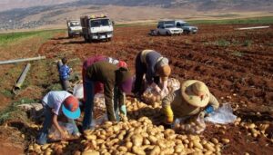 Lee más sobre el artículo Naciones Unidas alerta ante crisis alimentaria en el mundo