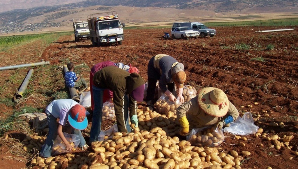 En este momento estás viendo Naciones Unidas alerta ante crisis alimentaria en el mundo