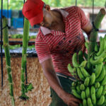Continúa La Cuba en proceso de recuperación