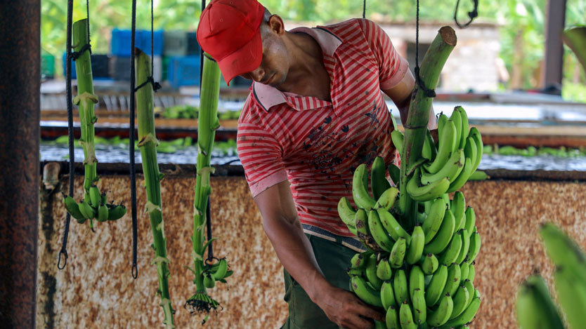 En este momento estás viendo Continúa La Cuba en proceso de recuperación
