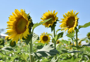 Lee más sobre el artículo Comenzó en Ciego de Ávila la siembre de girasol para extraer su aceite