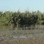 Impulsan acciones de conservación en Gran Humedal