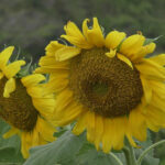 Biofertilización mejora cultivos de girasol en Ciego de Ávila (+Fotos)