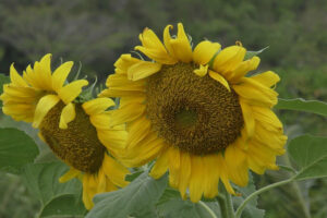 Biofertilización mejora cultivos de girasol en Ciego de Ávila (+Fotos)