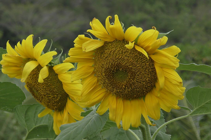 En este momento estás viendo Biofertilización mejora cultivos de girasol en Ciego de Ávila (+Fotos)