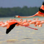 Cuba Protects Its Wetlands and Waterbird Habitats