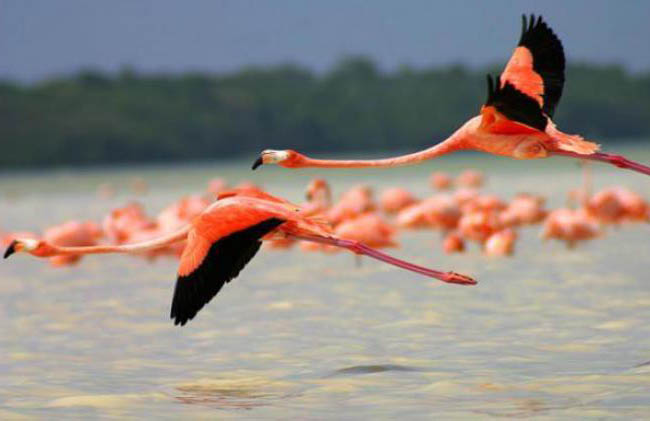 En este momento estás viendo Cuba Protects Its Wetlands and Waterbird Habitats