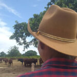 Mejoran condiciones de vida de los ganaderos en la Empresa  Pecuaria Genética Turiguanó