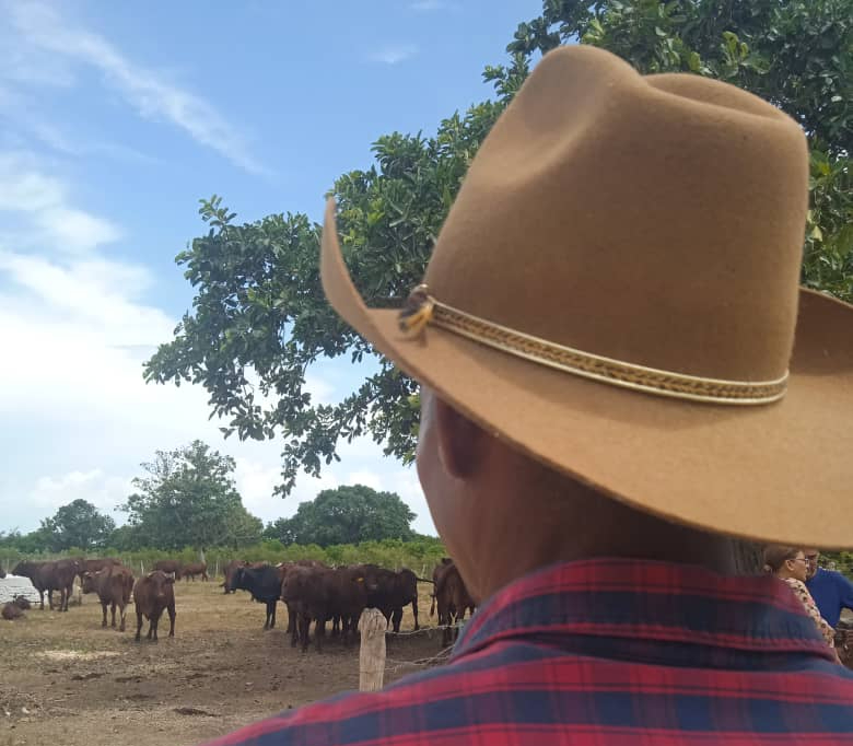 En este momento estás viendo Mejoran condiciones de vida de los ganaderos en la Empresa  Pecuaria Genética Turiguanó