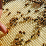 Buscan alternativas apicultores moronenses ante intensa sequia