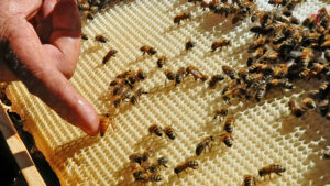 Lee más sobre el artículo Morón Beekeepers Seek Alternatives Amid Severe Drought