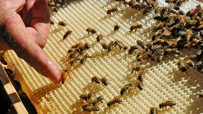 En este momento estás viendo Buscan alternativas apicultores moronenses ante intensa sequia