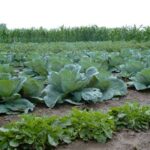 Aplican técnicas agroecológicas en cooperativas de Morón