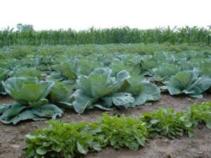 Aplican técnicas agroecológicas en cooperativas de Morón