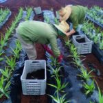 Con un ejemplo tangible: ciencia al servicio de la producción