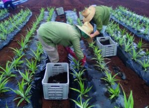 Lee más sobre el artículo Con un ejemplo tangible: ciencia al servicio de la producción