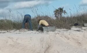 Rehabilitan ecosistemas dunares en Jardines del Rey