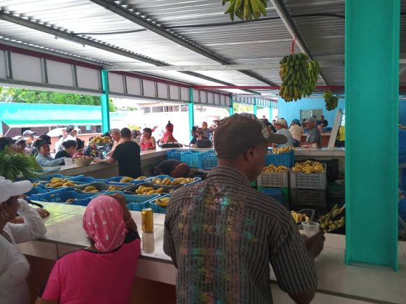 Lee más sobre el artículo Continúa venta de productos agropecuarios en recién inaugurado mercado “La Cuba”
