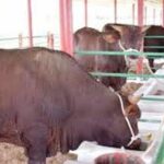 Morón Ranchers Implement Drought Mitigation Strategies