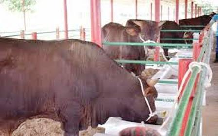 En este momento estás viendo Morón Ranchers Implement Drought Mitigation Strategies
