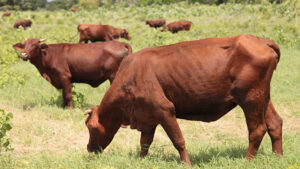 Lee más sobre el artículo Apuestan en Turiguanó por proteger la raza Santa Gertrudis