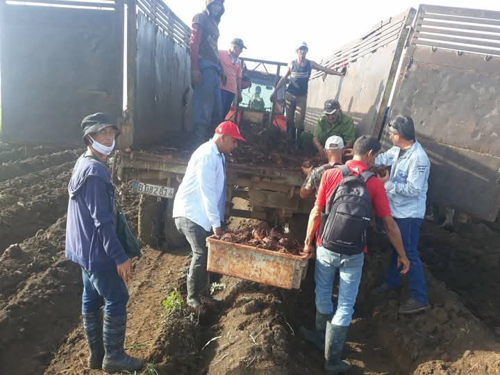 En este momento estás viendo Continúan en Morón jornadas de trabajo productivo en saludo al 26 de Julio (+Fotos)