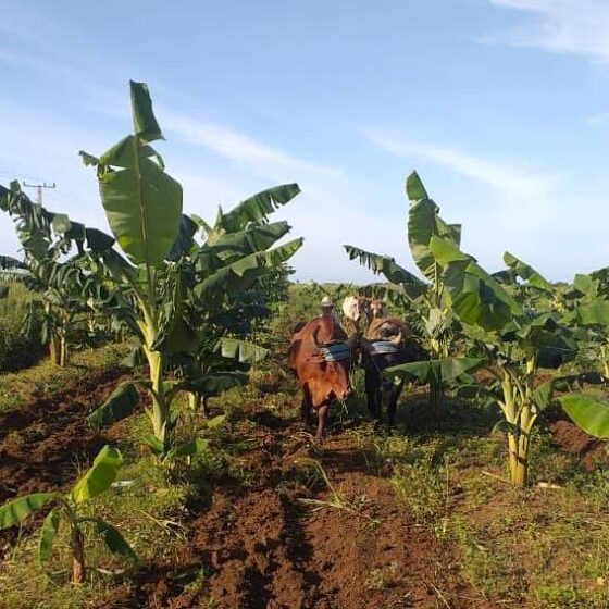 En este momento estás viendo Optan por la tracción animal para labores agricolas en Morón