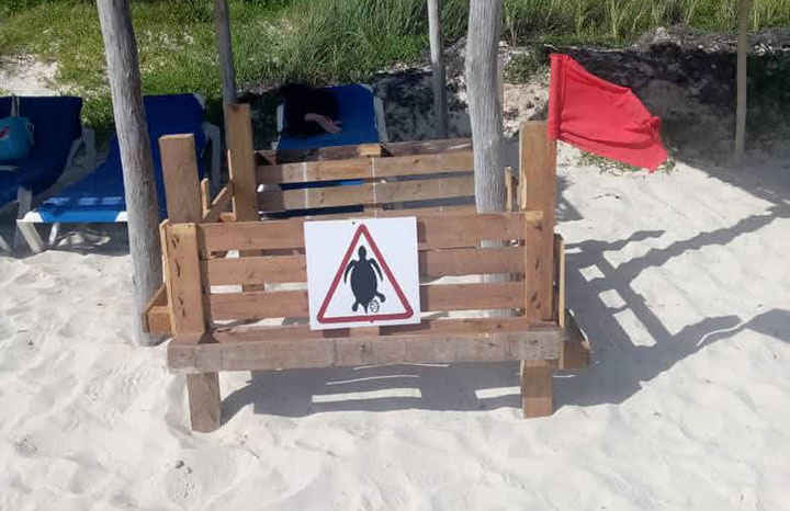En este momento estás viendo Eighth turtle nesting reported in Cayo Coco this year