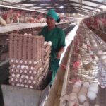 Reanima alternativa avicultura en Ciego de Ávila