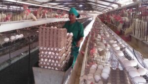 Lee más sobre el artículo Llegan las buenas noticias de la economía avileña