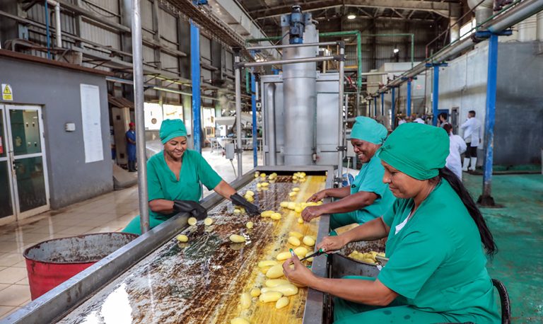 En este momento estás viendo Fruta, industria y resiliencia: Así produce Ceballos en Ciego de Ávila (+Fotos y Video)