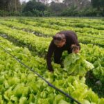 Agricultura urbana, suburbana y familiar: todo el alimento posible, y por todas las vías